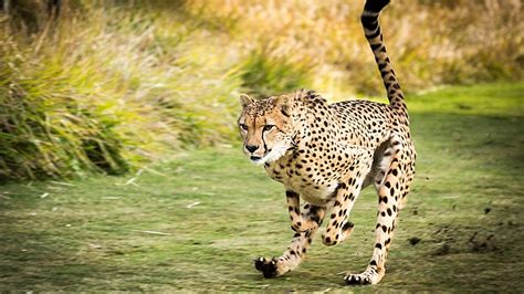 When comparing a cheetah vs. greyhound, cheetahs can attain a maximum speed of more than 60 miles per hour while greyhounds have a maximum speed that’s only slightly above 40 miles per hour. However, greyhounds are long-distance runners that can maintain speed for more than 5 miles while cheetahs run in bursts rarely lasting more …